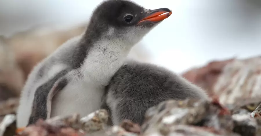 Українські полярники показали пінгвінят, які зростають біля 