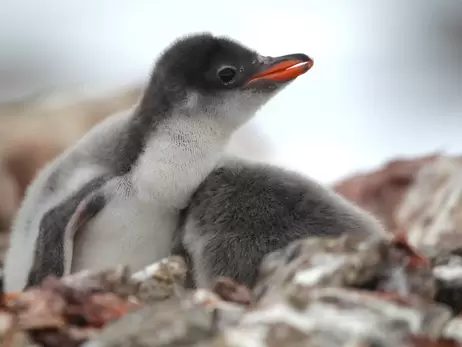 Украинские полярники показали пингвинят, подрастающих возле 
