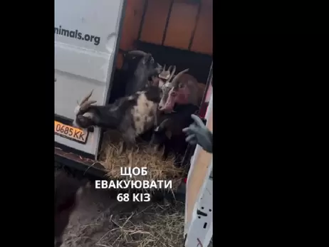 Волонтеры помогли эвакуировать почти 70 коз из прифронтового села на Херсонщине