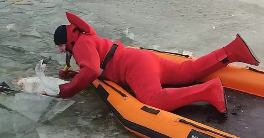 В Ірпені рятувальники витягли з водоймища лебедя, який вмерз у кригу