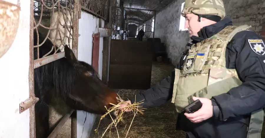 Полицейские опекают почти 30 лошадей с фермы на Харьковщине