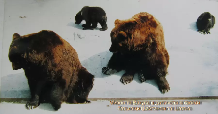 Ведмедям-довгожителям Миколаївського зоопарку виповнилося 24 роки