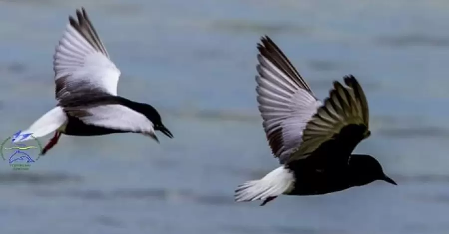 В «Тузловских лиманах» из-за голода могут погибнуть несколько десятков перелетных птиц