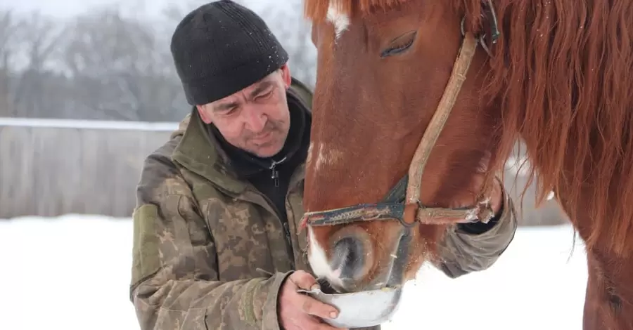 На Харківщині фермер покинув 28 коней, волонтери вимагають вилучити тварин