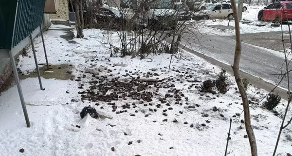 В Полтаве с восьмого этажа выбросили больше полутора тысяч летучих мышей