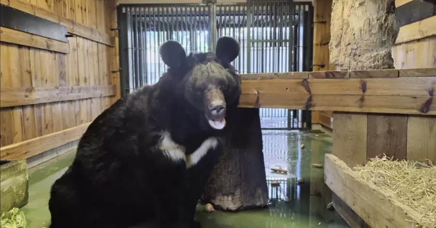Медведь эвакуированный из зоны боевых действий нашел дом в Шотландии