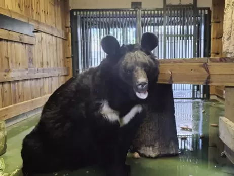 Медведь эвакуированный из зоны боевых действий нашел дом в Шотландии