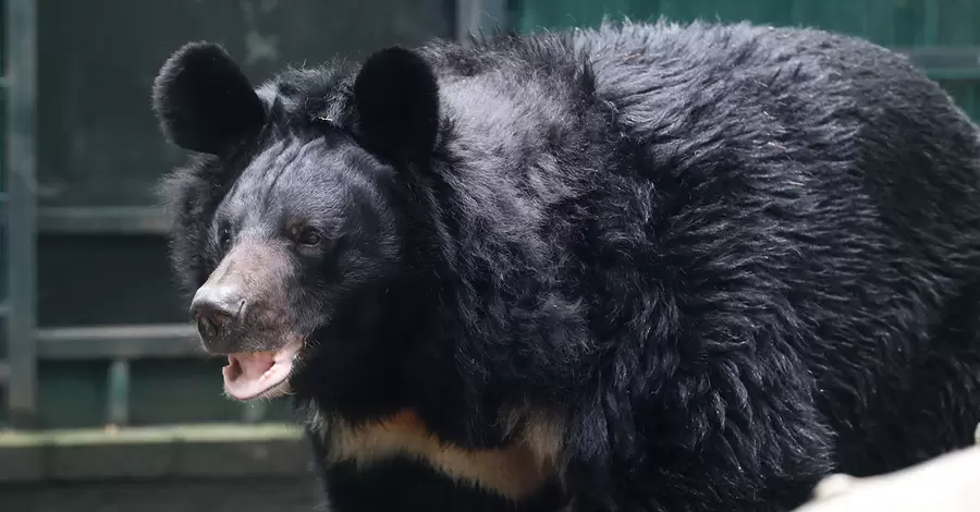 Шотландский зоопарк собирает 260 тысяч долларов на дом для украинского медведя