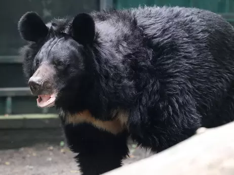 Шотландский зоопарк собирает 260 тысяч долларов на дом для украинского медведя