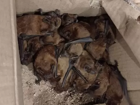 Выброшенные в Полтаве летучие мыши проходят реабилитацию в Харькове