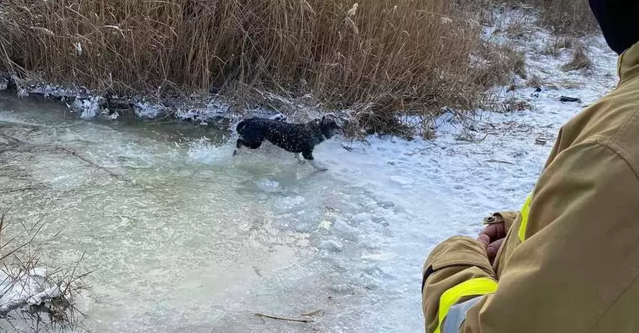Спасатели вытащили собаку, которая провалилась под лед