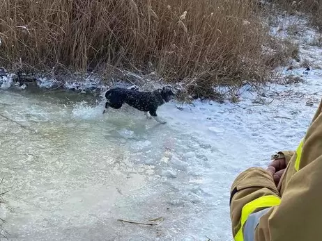 Спасатели вытащили собаку, которая провалилась под лед