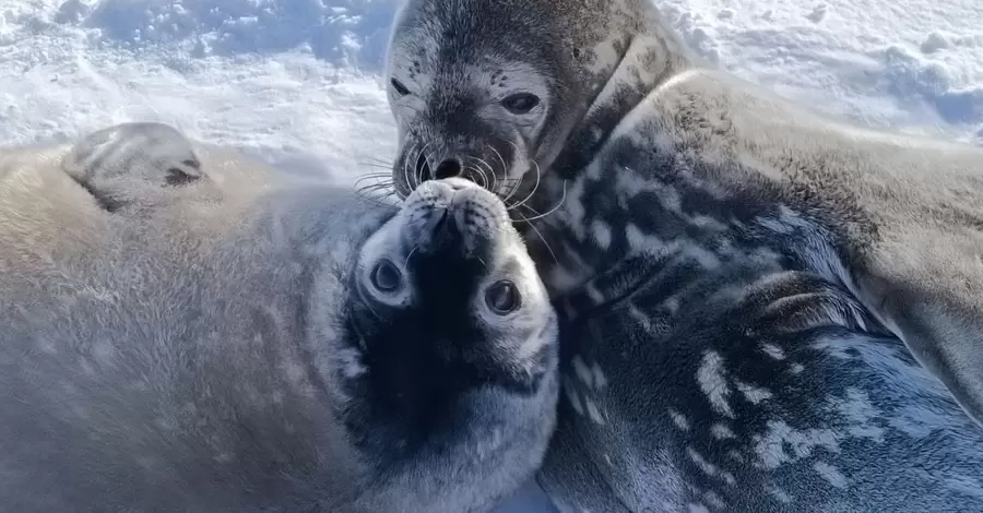 Украинские полярники показали тюленя, который собирает вокруг себя гаремы 