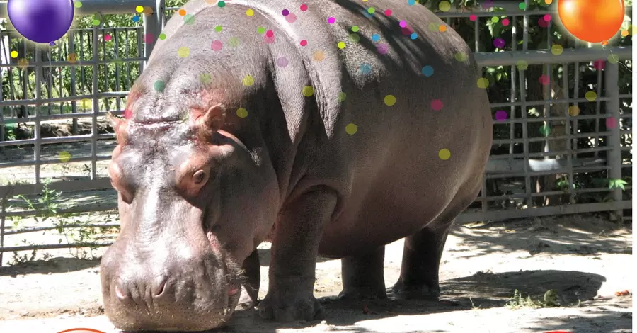 Бегемот Казимир в николаевском зоопарке отмечает 46-летие