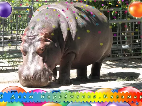 Бегемот Казимир в николаевском зоопарке отмечает 46-летие