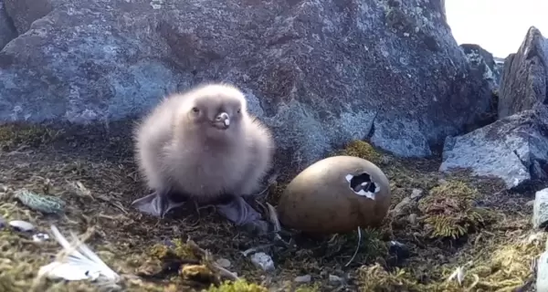 Біля української антарктичної станції народилися птахи, які полюють на яйця пінгвінів