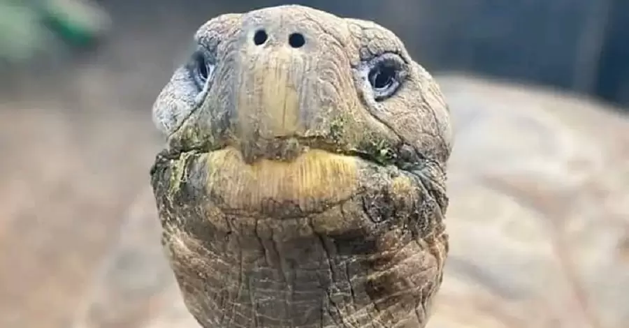 Зоозащитники возмущены из-за выставки черепах в Каменце-Подольском