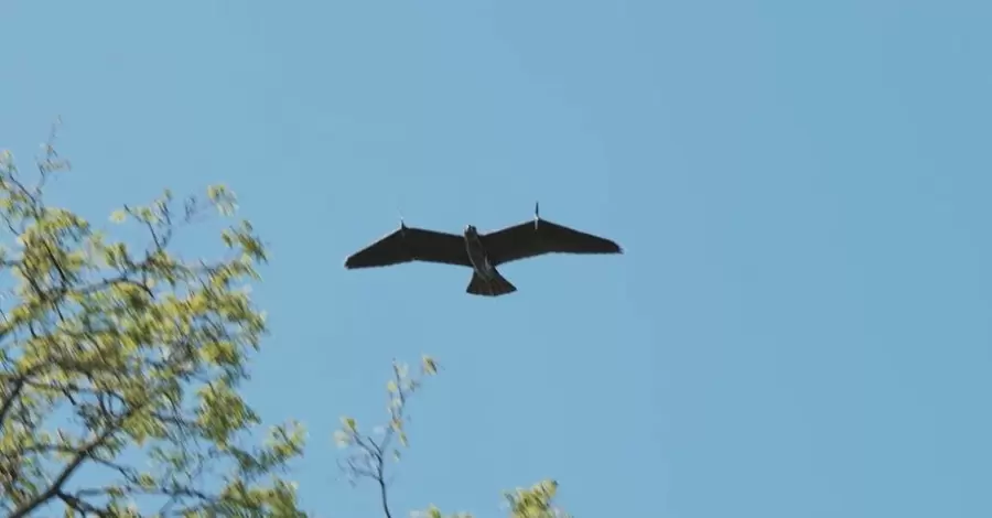 У Нідерландах розробили дрон, який нагадує живого орла