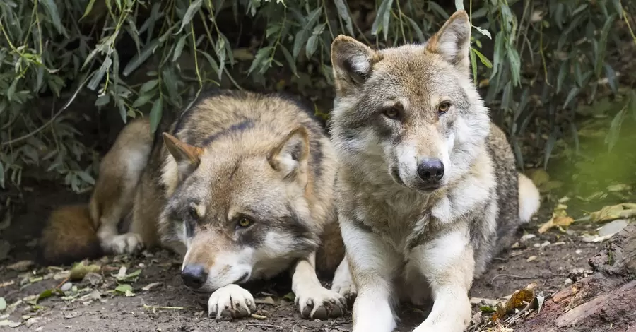 В Украине планируют запретить охоту на волков