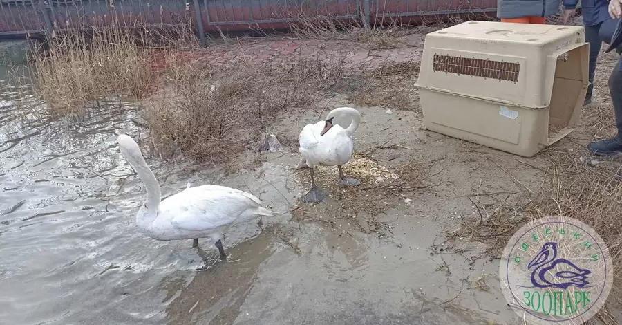 В Одеському зоопарку випустили на волю врятованих лебедів
