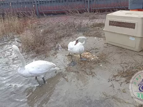 В Одесском зоопарке выпустили на волю спасенных лебедей
