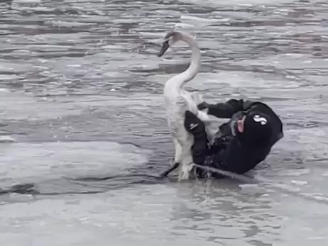 В Днепре водолазы спасли лебедя из ледяной ловушки