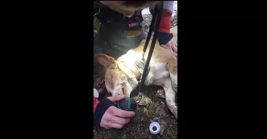 На Харьковщине спасли собаку, которая пострадала во время пожара в квартире