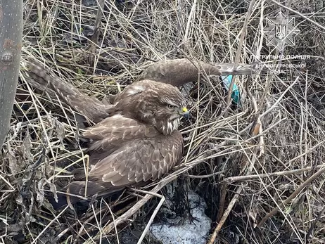 В Днепре полицейские спасли травмированную дикую птицу
