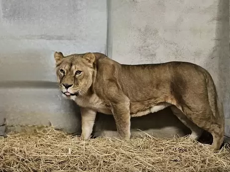 Во Францию ​​эвакуировали льва и двух львиц, которых бросили хозяева в Украине