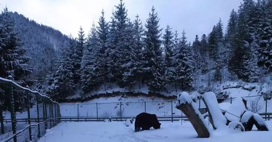 Медведь Балу из Хмельницкого не может впасть в зимнюю спячку 