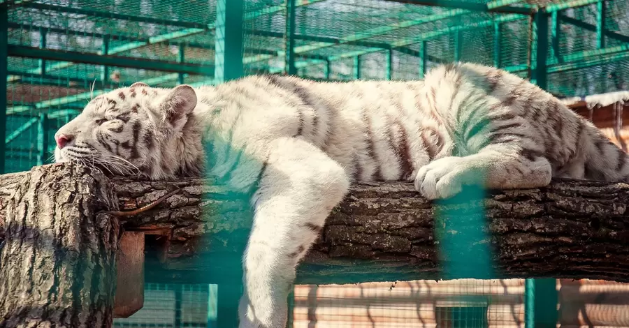 В экопарк под Харьковом после эвакуации вернули пару белых тигров