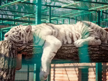 В экопарк под Харьковом после эвакуации вернули пару белых тигров