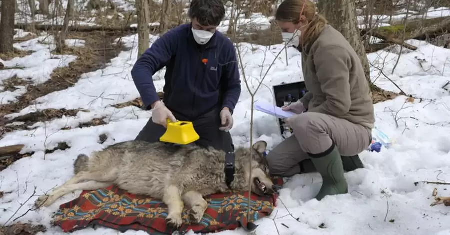 У чорнобильських вовків-мутантів виявили протиракові здібності