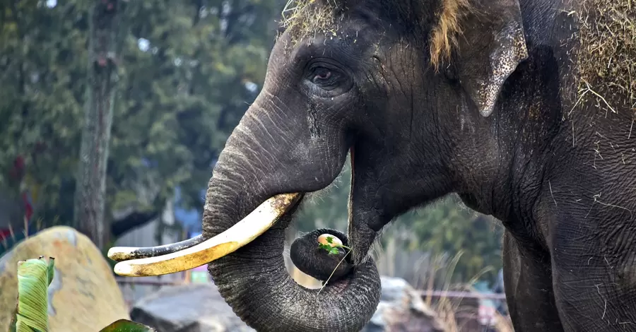 Найбільший мешканець Київського зоопарка слон Хорас відсвяткував своє 19-річчя