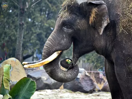 Самый большой обитатель Киевского зоопарка слон Хорас отметил 19-летие