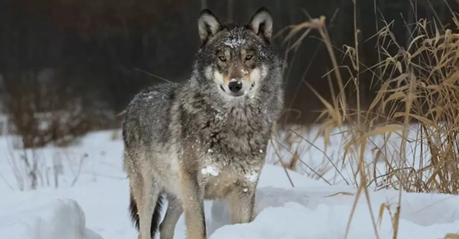Чи небезпечні вовки, що розплодилися через війну, – думки зоологів і мисливців