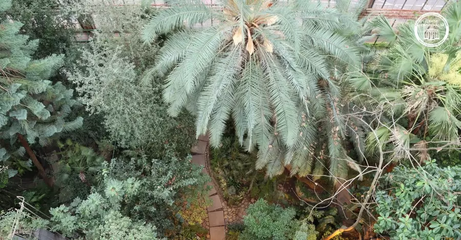 В Киевском ботаническом саду зацвела самая старая в Европе пальма