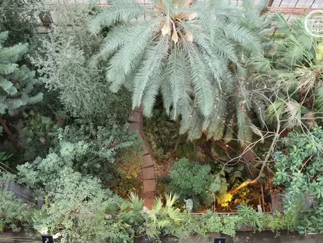 У Київському ботанічному саду зацвіла найстаріша в Європі пальма
