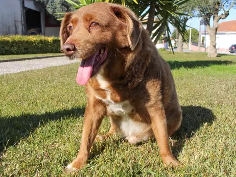 Книга рекордов Гиннеса после расследования лишила пса Боби статуса старейшего в мире