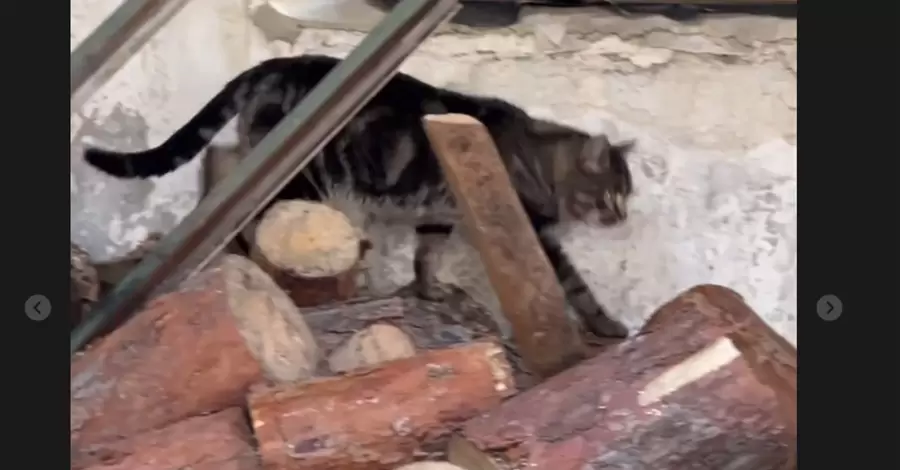 Никифоров показав «сурових прифронтових котів», які прийшли на інтерв’ю Зеленського виданню FoxNews