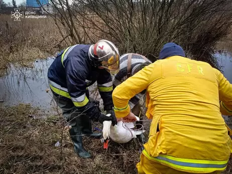 На Київщині врятували лебедя, який став жертвою людської жорстокості