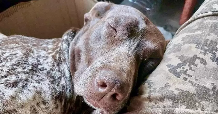 В Херсонской области полицейский спас собаку из-под обстрелов 