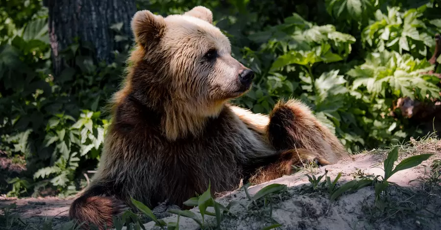 Ведмежий притулок на Львівщині запросив до знайомства з 28 ведмедями