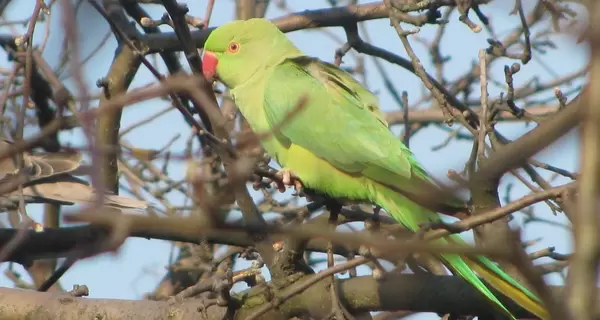 Орнитолог о появлении зеленых попугаев в Украине: Это плохо – они угрожают нашим птицам