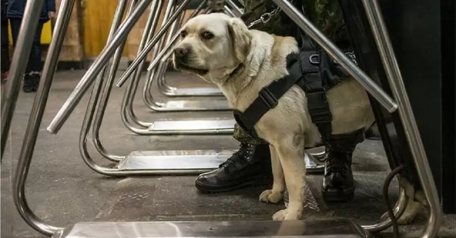 В Киевсовете поддержали петицию, которая позволит перевозить собак в метро