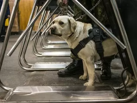 В Киевсовете поддержали петицию, которая позволит перевозить собак в метро
