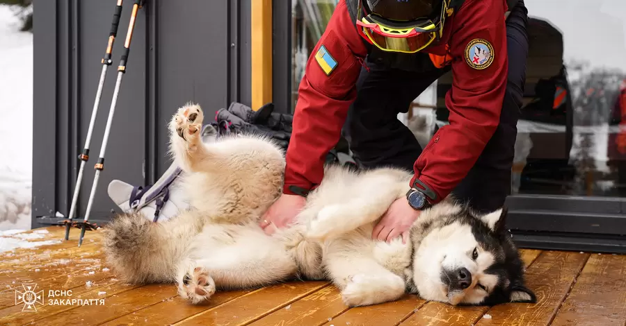 Собака закарпатского спасателя сбежала за 50 км, потому что ей не понравилась гостья из Драгобрата