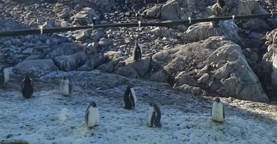 Українські полярники показали справжнє життя пінгвінів: «тусять», приймають сонячні ванни та наводять красу