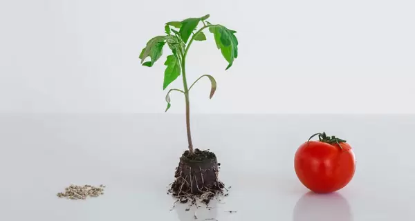 Помідор із насінини: як виростити міцну, загартовану та врожайну розсаду томатів