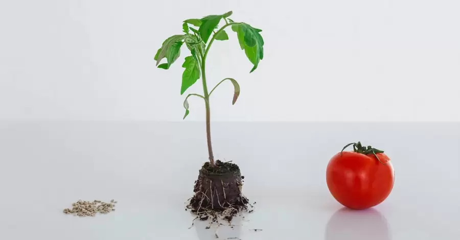 Помидор из семян: как вырастить крепкую, закаленную и урожайную рассаду томатов